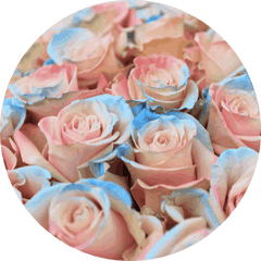 Holi Rose Bouquet