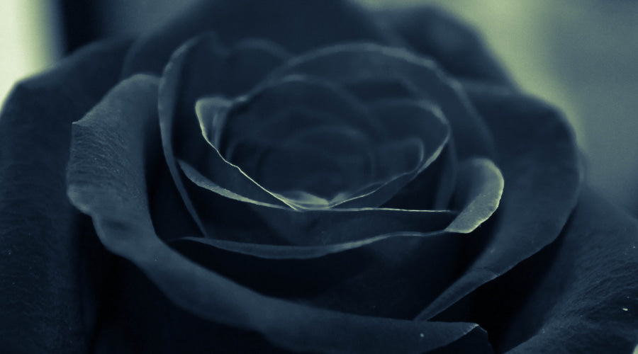 What Do Black Roses Mean? – Rosaholics