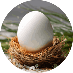 single white egg