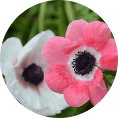 Close-up of pink and white anemone flowers