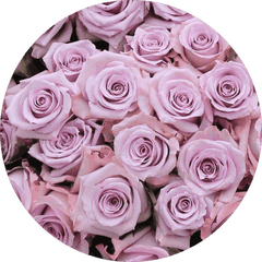 Lavender Roses