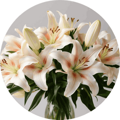 Lilies