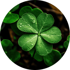 Lucky Clover