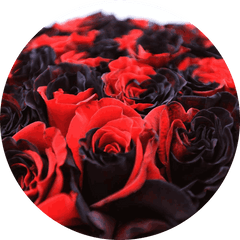 Manchester Rose Bouquet