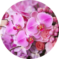 Orchids