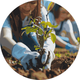 Planting Trees