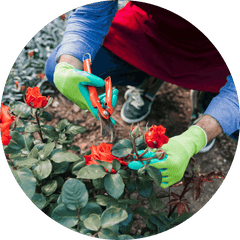 Roses Pruning