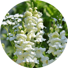 Snapdragon