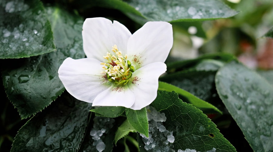 white rose in green leaves