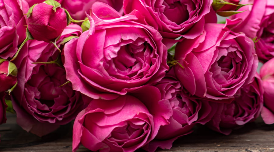 a bouquet of hot pink roses