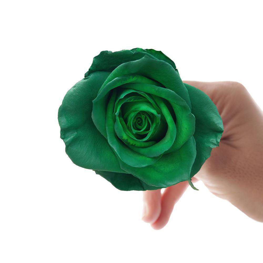 Greenland Rose Bouquet | Green Roses Delivery | Rosaholics.com