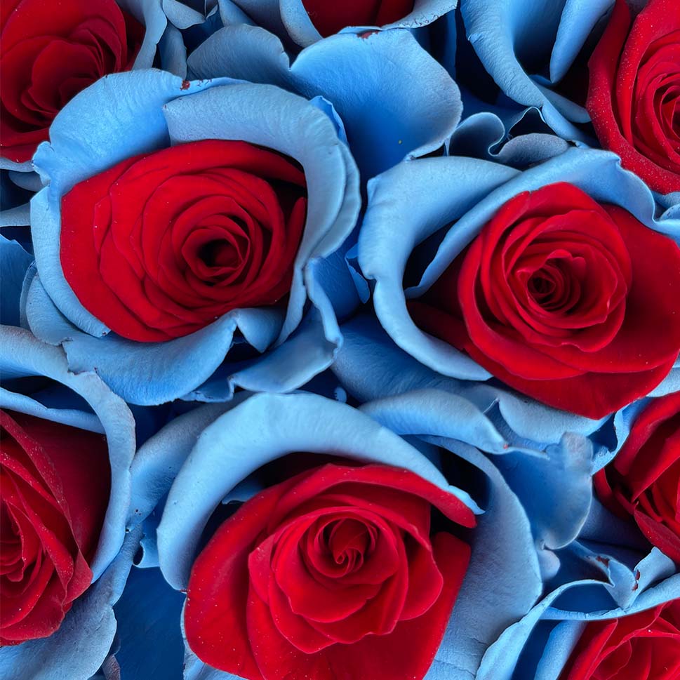 Hailey Rose Bouquet | Blue & Red Roses | Rosaholics.com