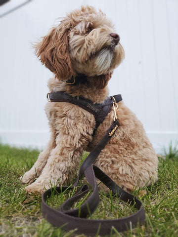 Cute dog wearing Puccissime brown vegan leather one-click harness