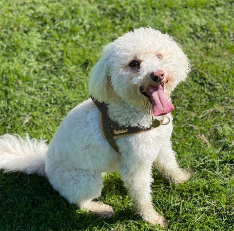 Fluffy dog tongue out sitting on the grass in Puccissime one-click harness