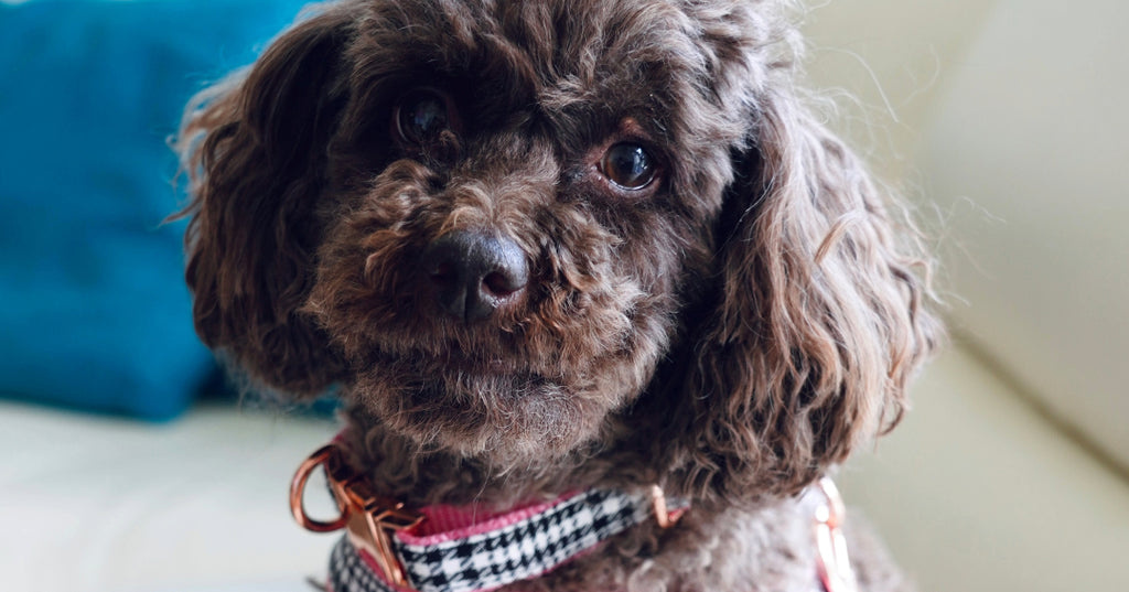 Raisin, a chocolate toy poodle, is sitting on a couch looking at the camera wearing a pink harness and collar with black and white details and a golden hoop, known also as the Princess set.