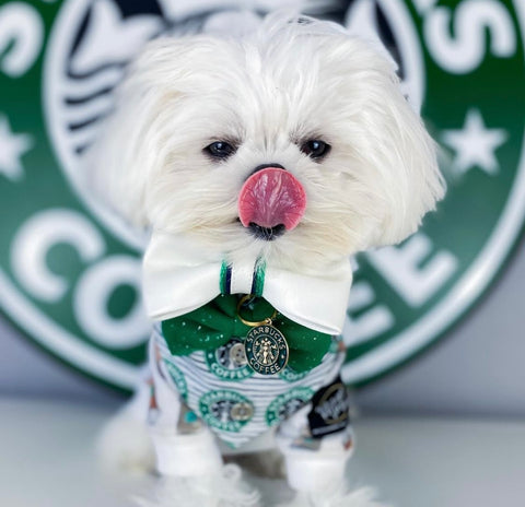 Louie, the white maltese dog, is sitting down facing the camera, licking its nose with a partially covered Starbucks Coffee logo behind him. The dog is wearing a green, white and black Starbucks handkerchief, a golden Starbucks tag and a Puccissimé white bow tie with green details.