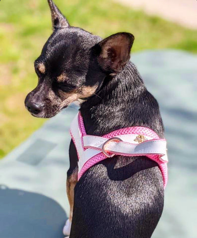 Sonaya is a chocolate brown chihuahua that is in a park setting with its back facing the camera, but its face turned sideways. She is wearing a white and pink Puccissimé one-click harness, known as My Baby Girl.