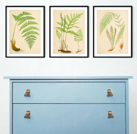 botanical fern prints over painted drawers