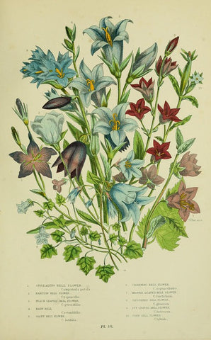 Campanula (bell flowers) from The flowering plants, grasses, sedges, & ferns of Great Britain.  London,F. Warne,1905.