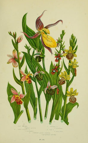 Orchids from The flowering plants, grasses, sedges, & ferns of Great Britain.  London,F. Warne,1905..