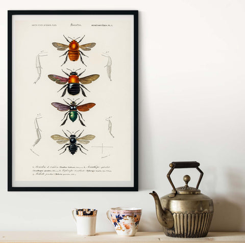 Different types of insects, bees by Charles Dessalines D' Orbigny