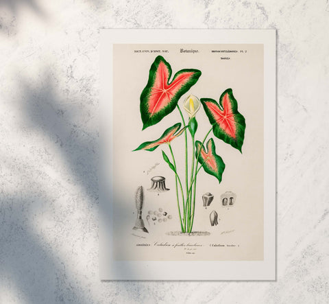 Botanical art print of caladium