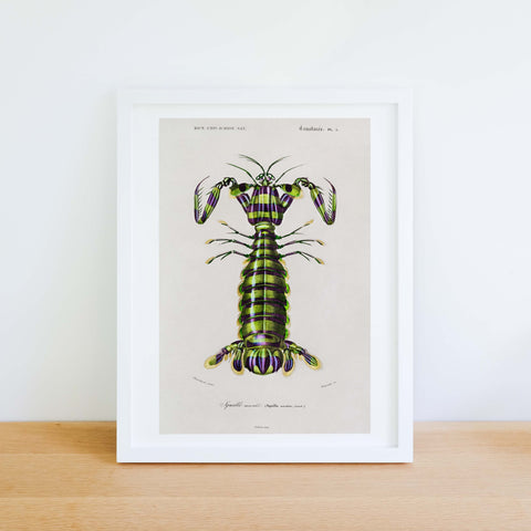 Giant mantis shrimp (Squilla Maculata) by Charles Dessalines D' Orbigny