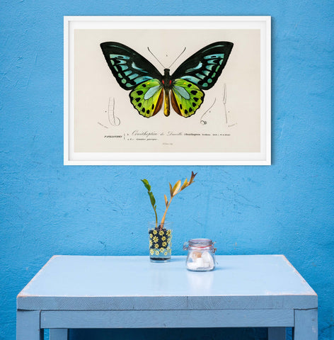 Entomology print of a green birdwing butterfly on a blue wall