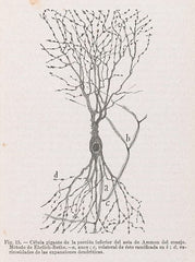 Scientific illustration of the human nervous system