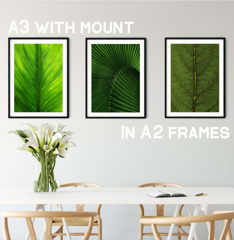 3 Green leaf prints in A2 black frames above a dining table