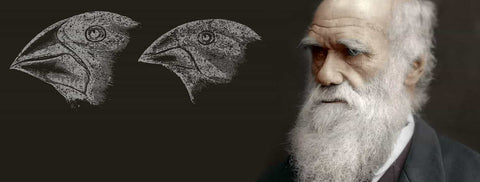 Charles Darwin scientific art birds