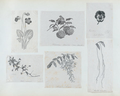 a set of botanical sketches, antique botanical drawings