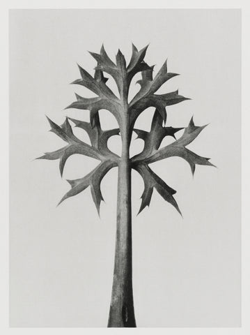 Eryngium Bourgatii (Mediterranean Sea Holly) leaves enlarged 5 times from Urformen der Kunst (1928) by Karl Blossfeldt