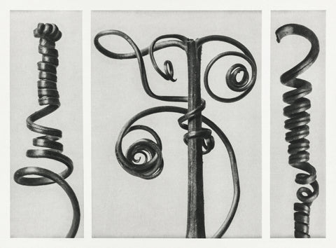 Cucurbita (Pumpkin) enlarged 4 times from Urformen der Kunst (1928) by Karl Blossfeldt.