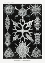 Ernst Haeckel print art forms in nature