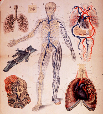 medical drawings, a common form of scientific art