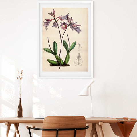 Large botanical prints are ideal for a dining room setting