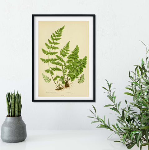 Fern art print on a white wall in a black frame with plants either side