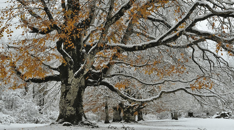 Deciduous hardwood in winter