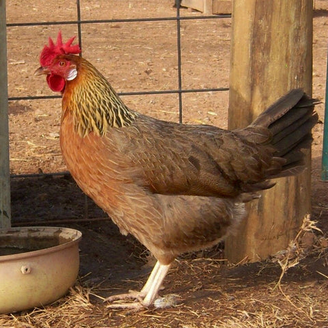 chicken with no feathers on its neck in mexico