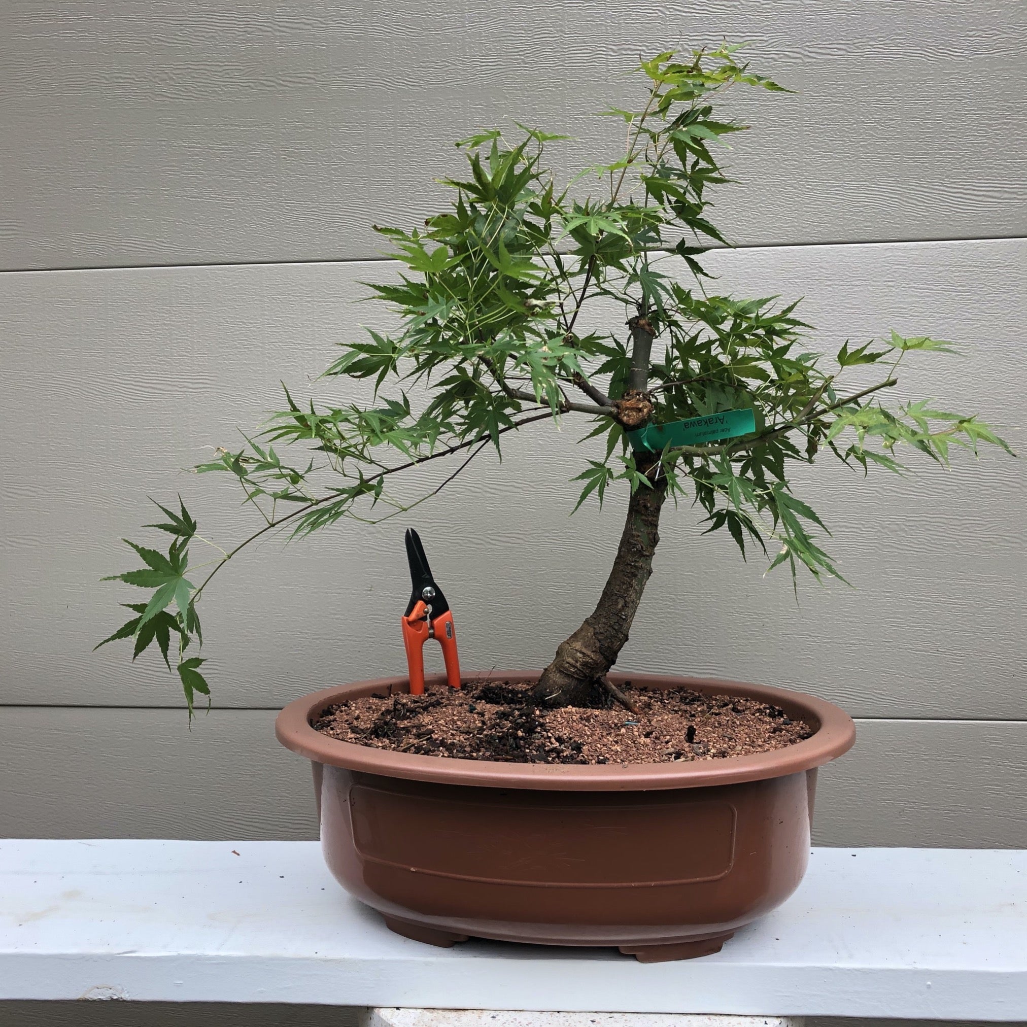 Arakawa Japanese Maple Bonsai Tree Bella Bonsai