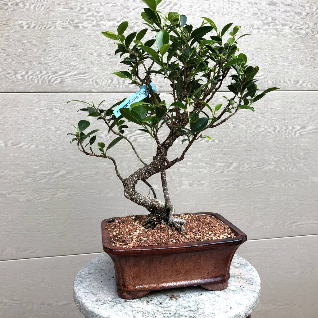 Golden Gate Ficus Bonsai Bella Bonsai