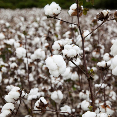 Cotton field