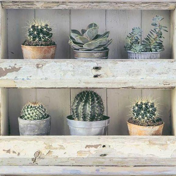 Cactus Potting Shed Wallpaper - Wood Shelves by Erismann ...