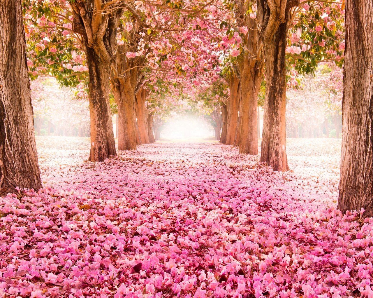 Featured image of post Blossom Forest Dusky Pink Wallpaper Free for commercial use no attribution required high quality images