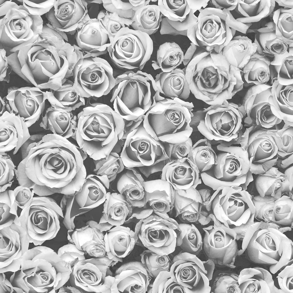 35 Gambar Wallpaper Black and White Rose terbaru 2020