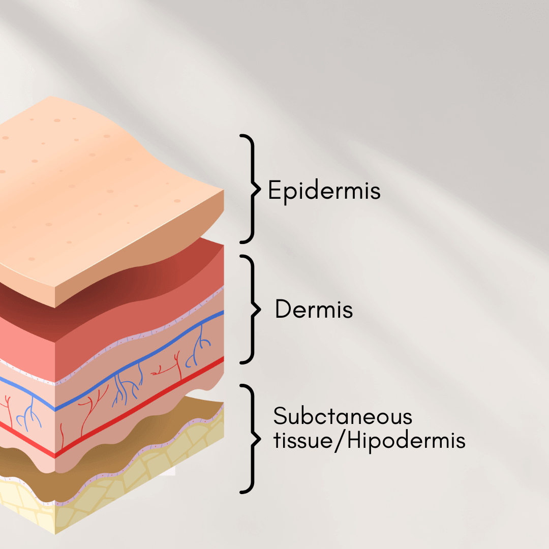 The three different layers of the skin, separated by epidermis, dermis, and hipodermis