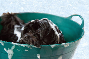 small black dog in a bath