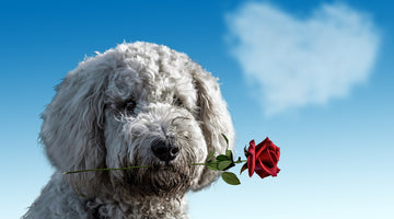 is rose water good for dogs