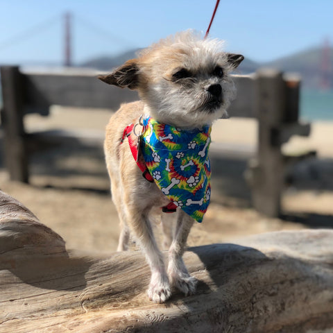Dog in bandana at Golden Gate Bridge